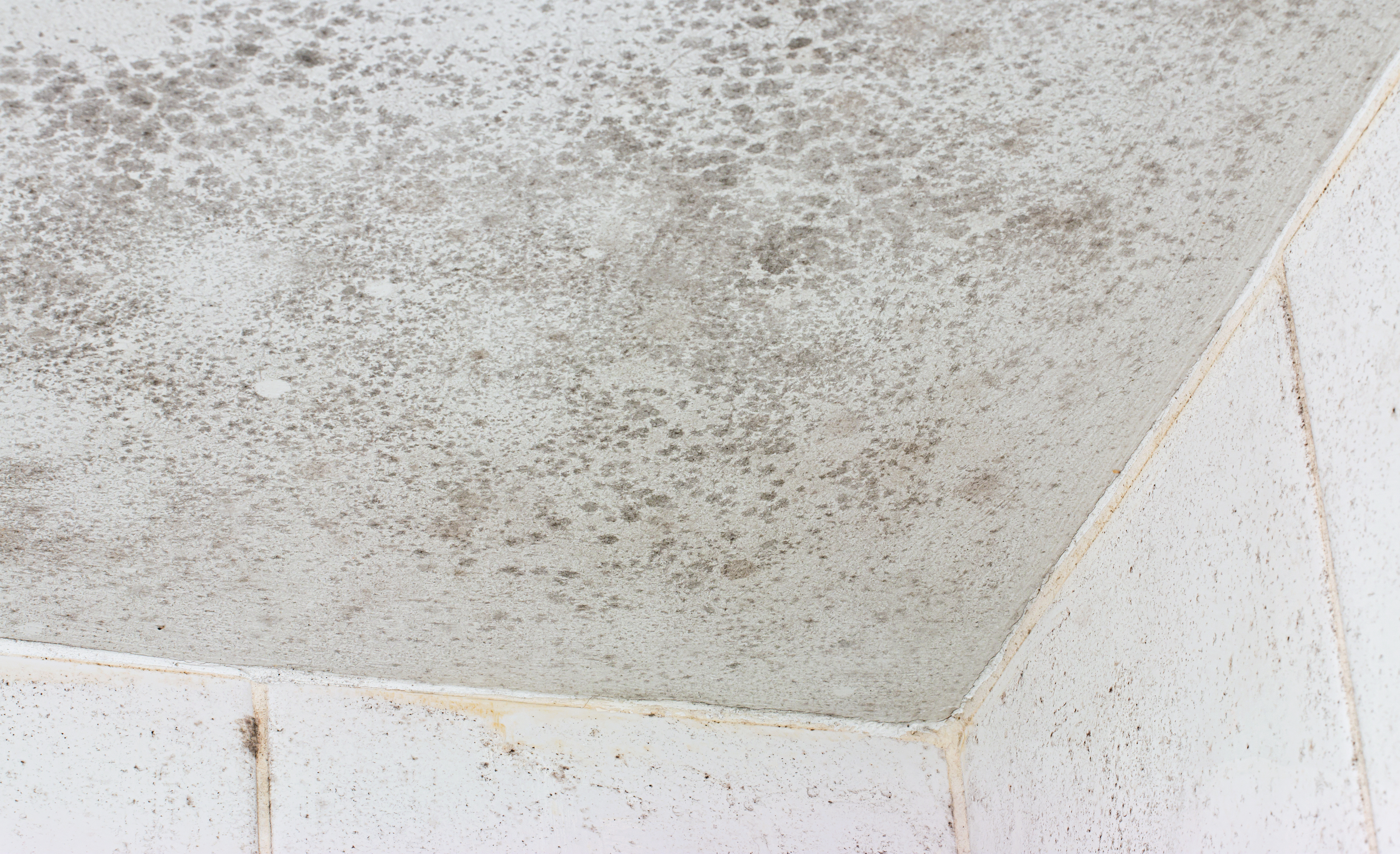 How do you remove ceiling mold?