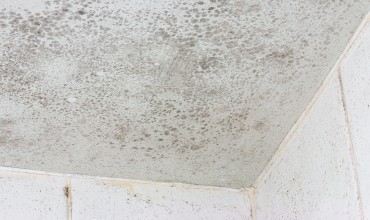 Boynton Beach Mold Damage Repair